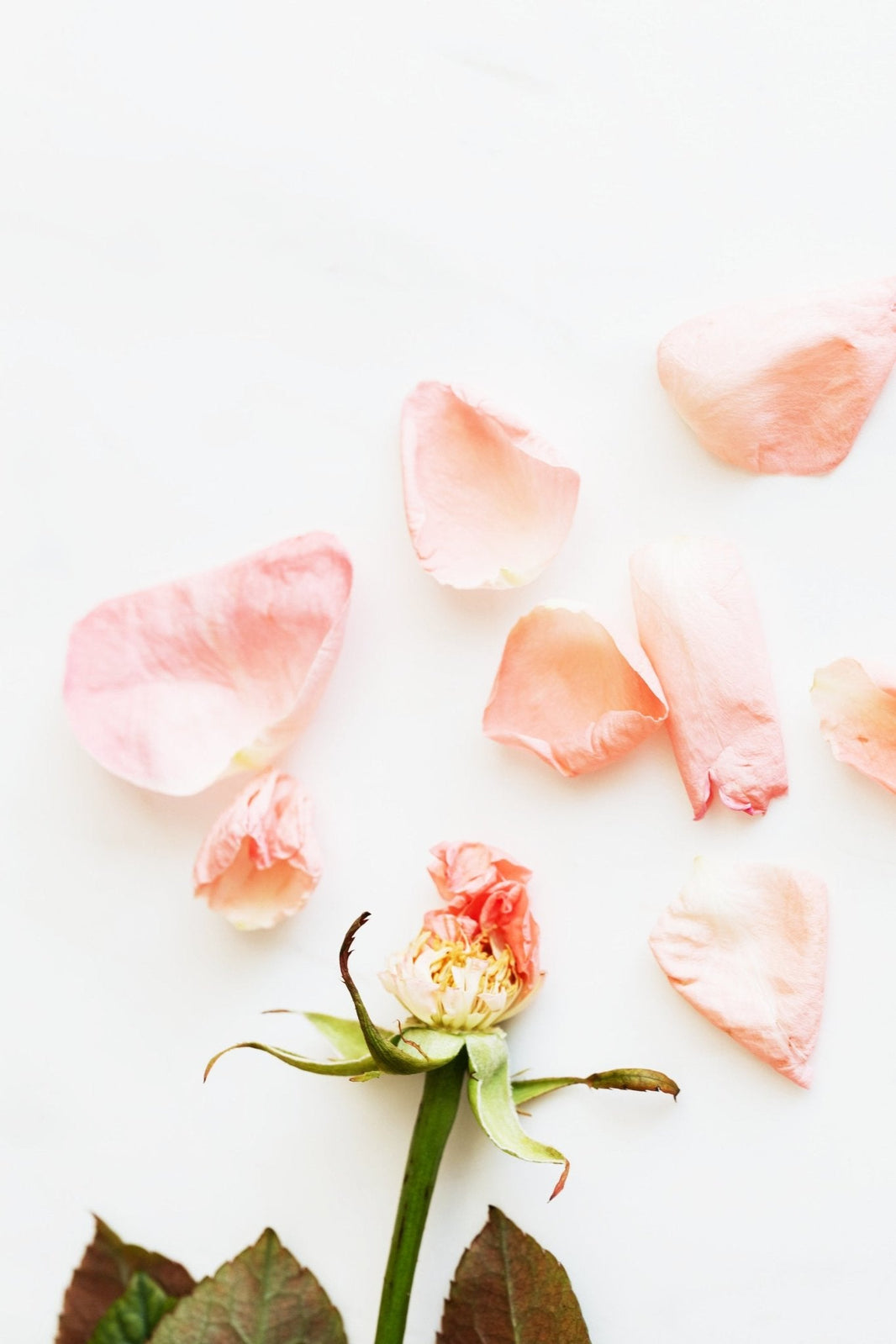 A Modern Interpretation of the Classic Rose Perfume - LES VIDES ANGES