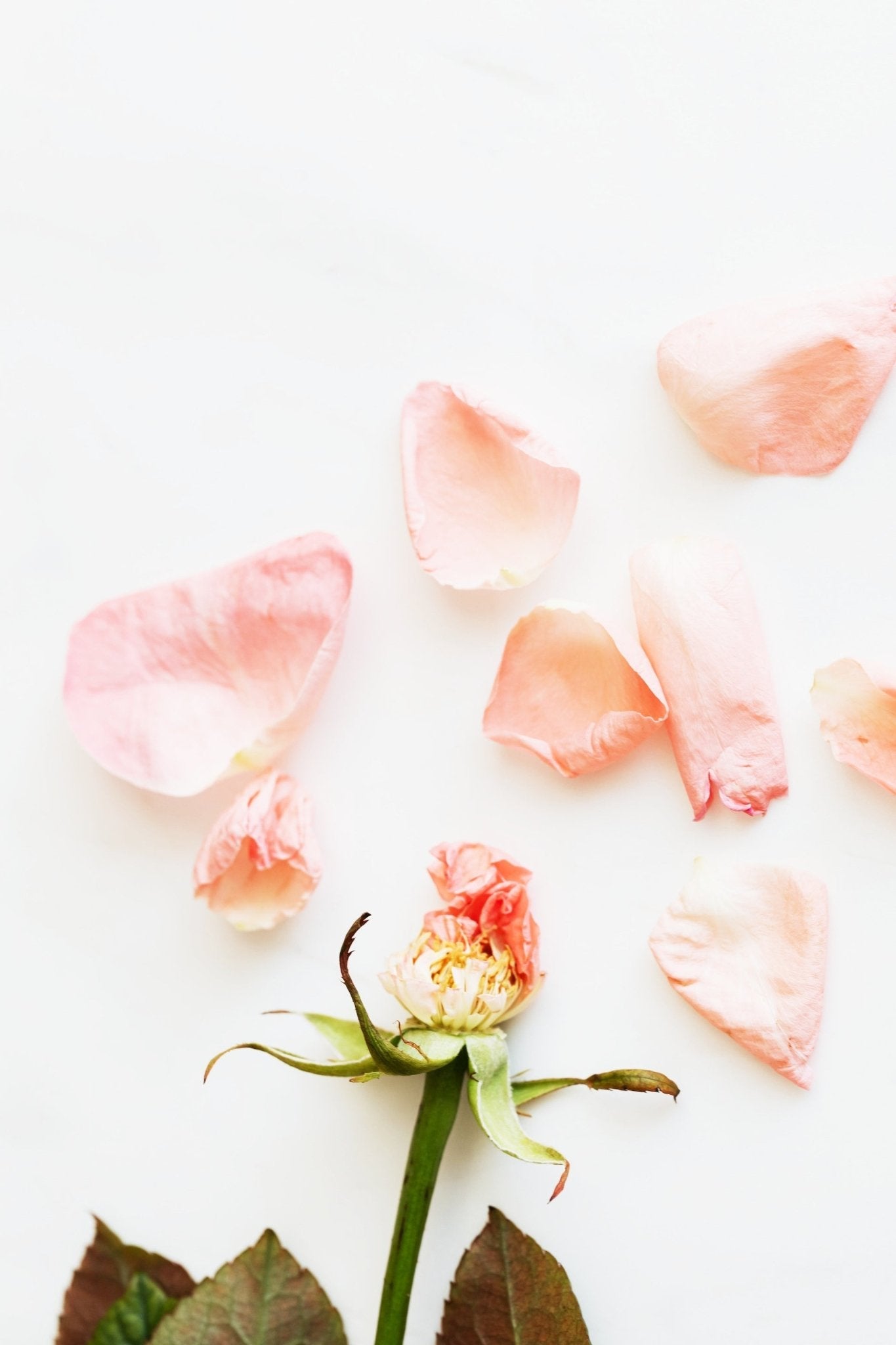 A Modern Interpretation of the Classic Rose Perfume - LES VIDES ANGES