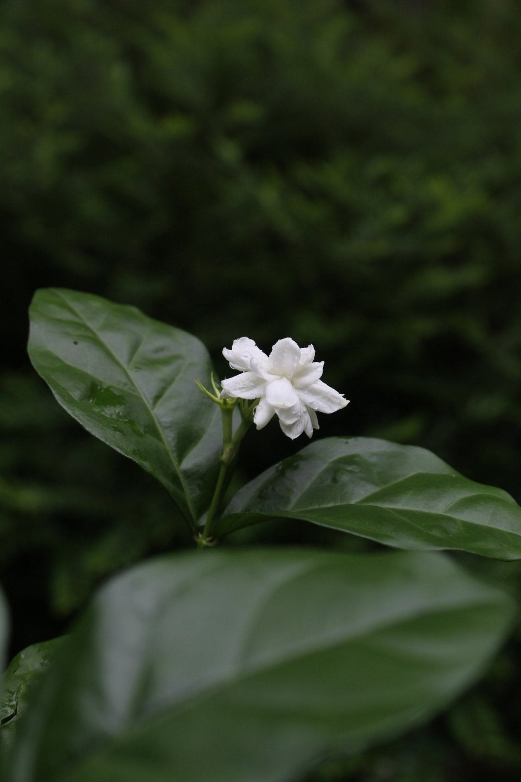 Bloom Where You're Perfumed: Unleashing the Fragrant Magic of Jasmine Flowers, Ylang Ylang, and Essential Lavender Oil! - LES VIDES ANGES
