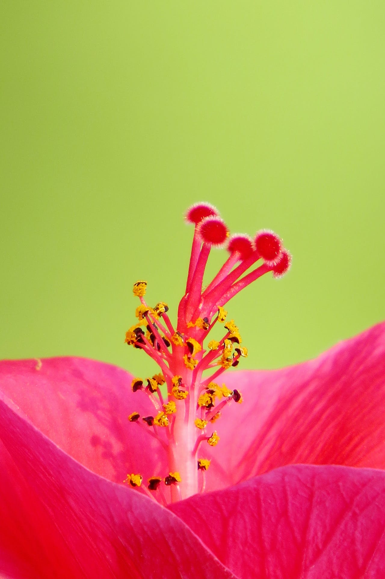 Blooming Beauties: How Floral Perfumes Blossom on the Fragrance Wheel - LES VIDES ANGES