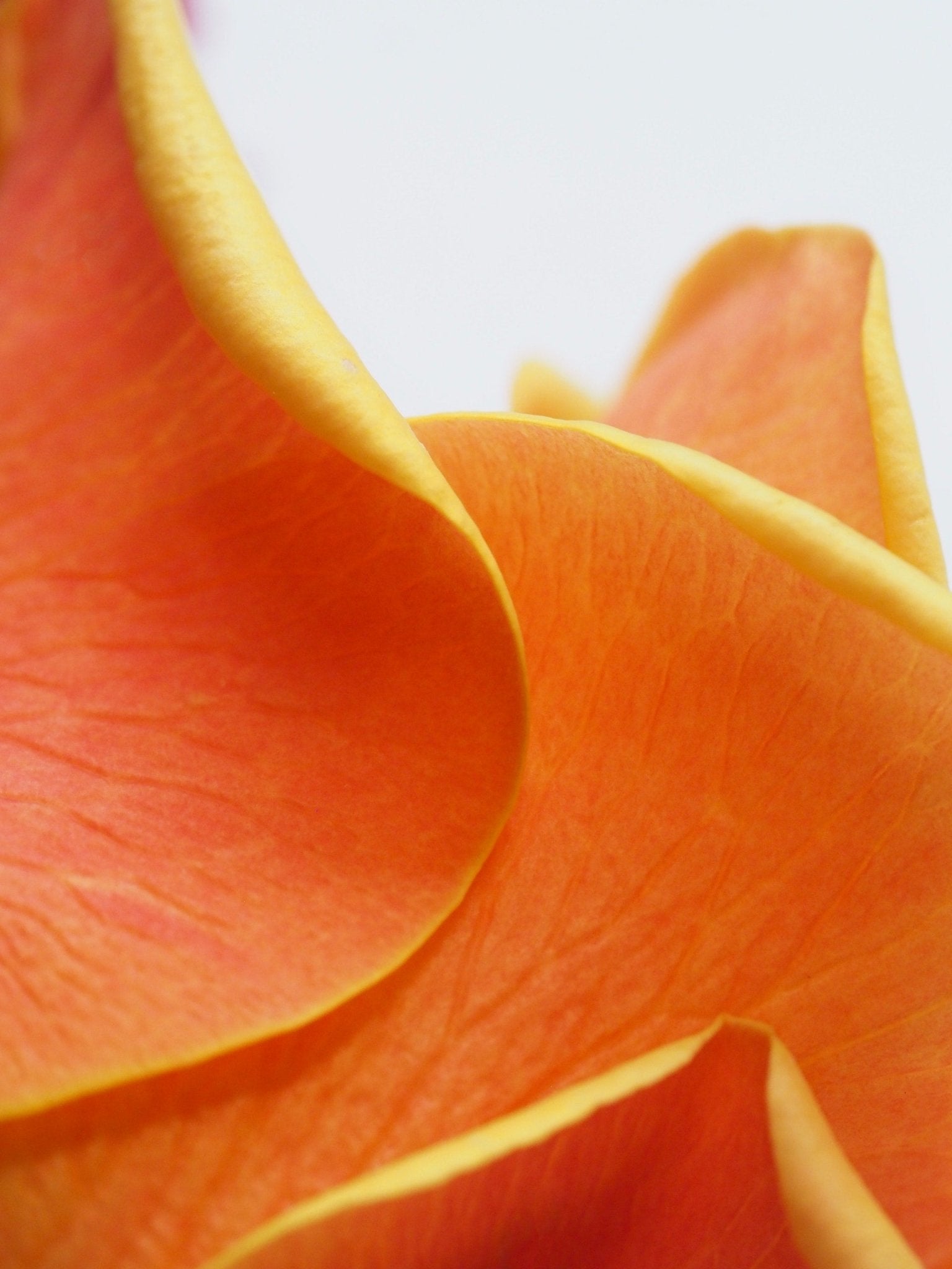 Citrus Perfumes for a Refreshing Summer - LES VIDES ANGES