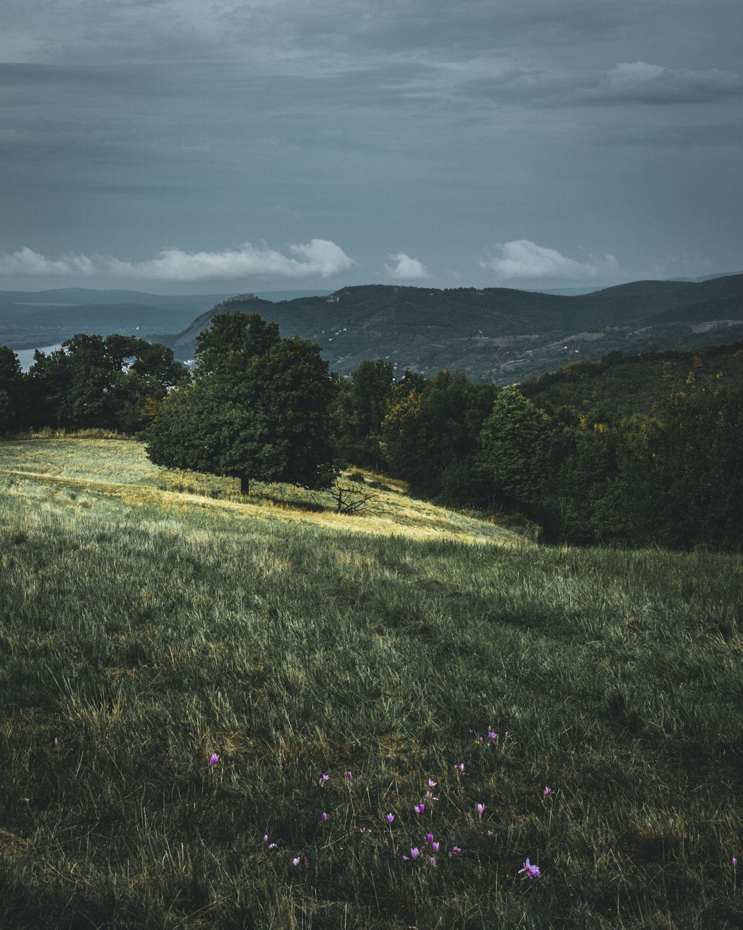 From Hungary with Love: The Scent-sational History of Eau de Toilette - LES VIDES ANGES