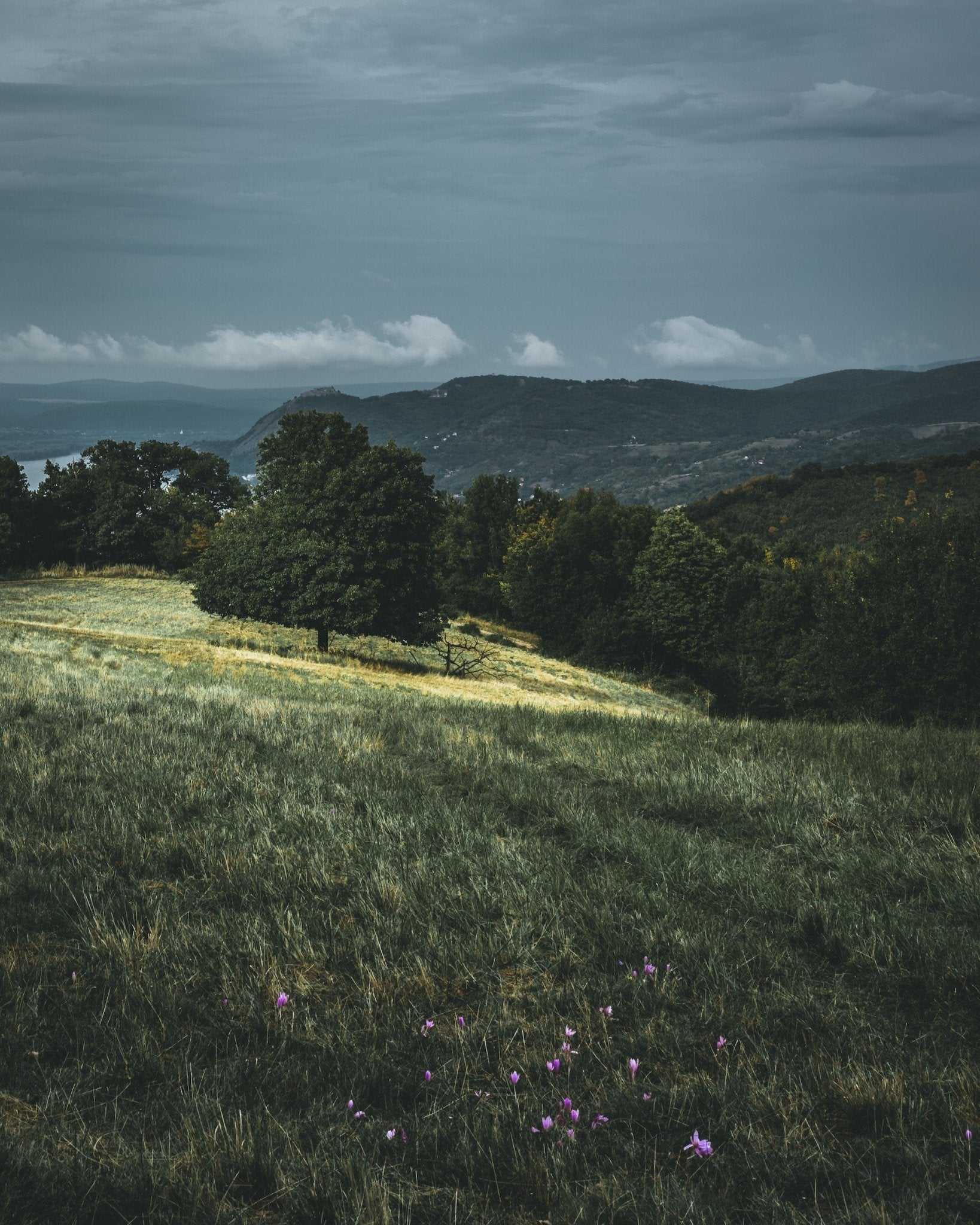 From Hungary with Love: The Scent-sational History of Eau de Toilette - LES VIDES ANGES