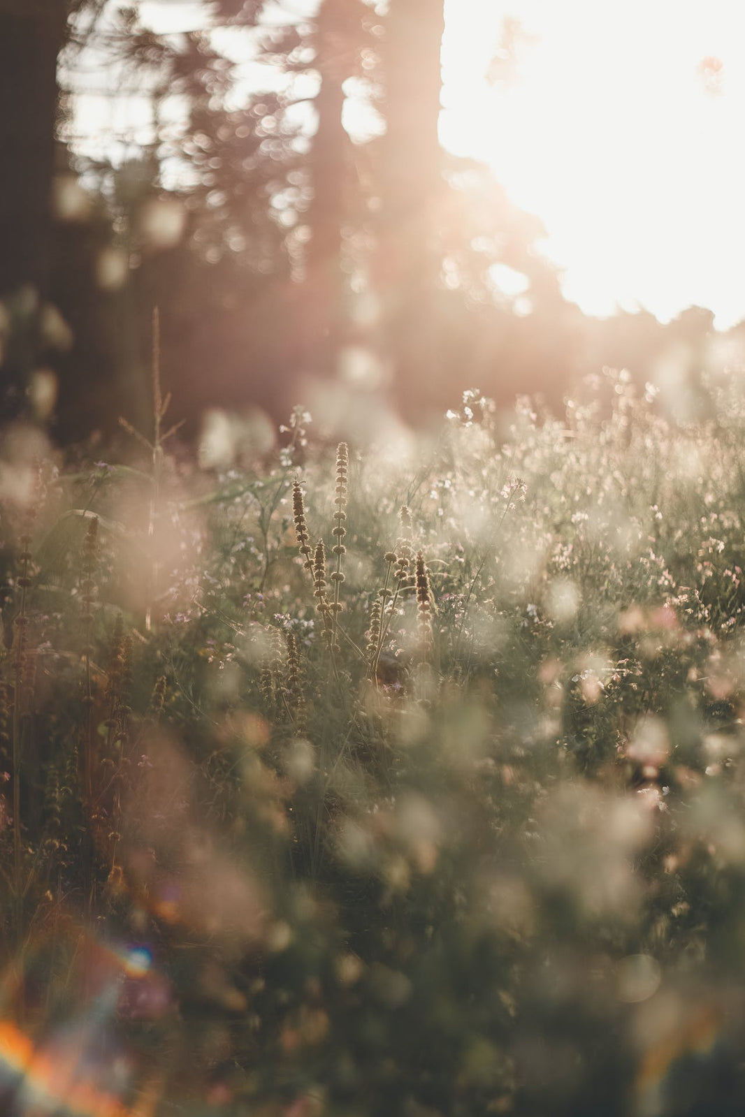 The Art of Fragrance: Exploring the Most Loved Perfume Ingredients - LES VIDES ANGES