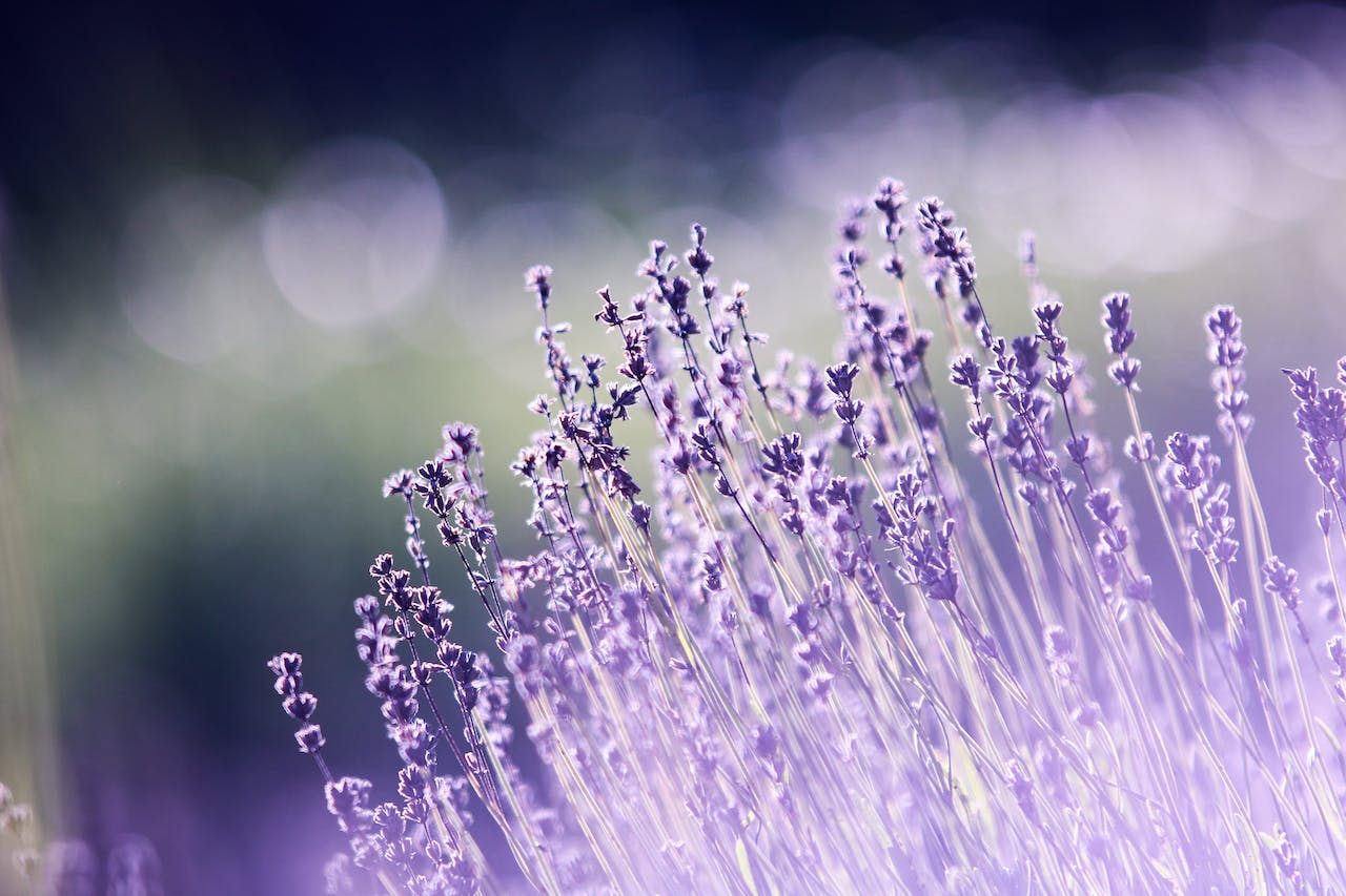 The Rise of Functional Fragrances: A New Era in Perfumery - LES VIDES ANGES