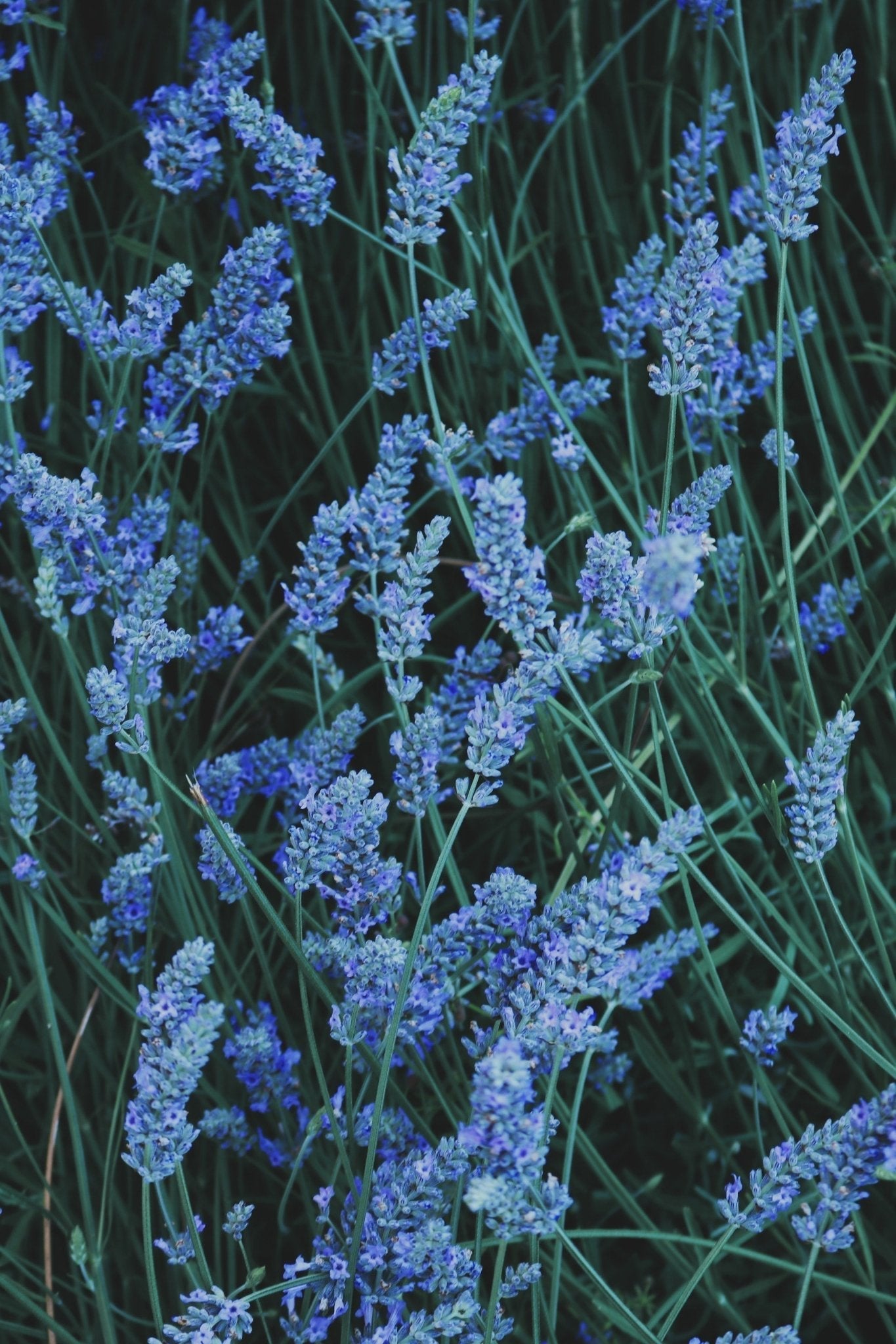 Unveiling the Mystery of Scent Diffusion: A Comprehensive Guide to Cold Air Diffusers - LES VIDES ANGES