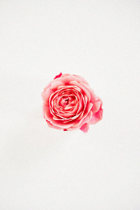 La Fleur Redux Extrait de Parfum LES VIDES ANGES Limited-Run collection rosewood geranium rose perfume